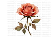 Terracotta Rose, a Decorative Illustration by Bloom Craft Creations (Thumbnail 10 of 10)