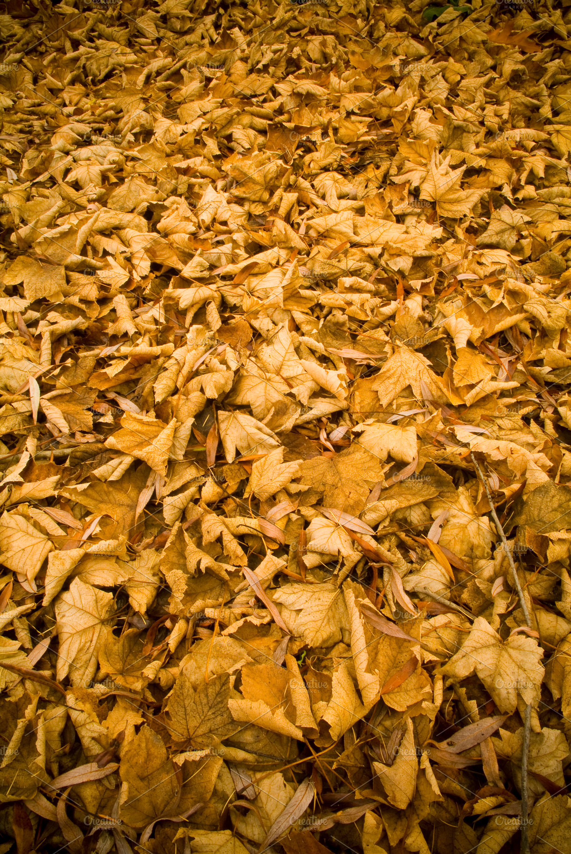 Autumn Leaf Background, a Nature Photo by THP Creative