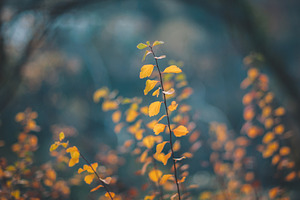 Autumn trees leaves in vintage color containing autumn, background, and