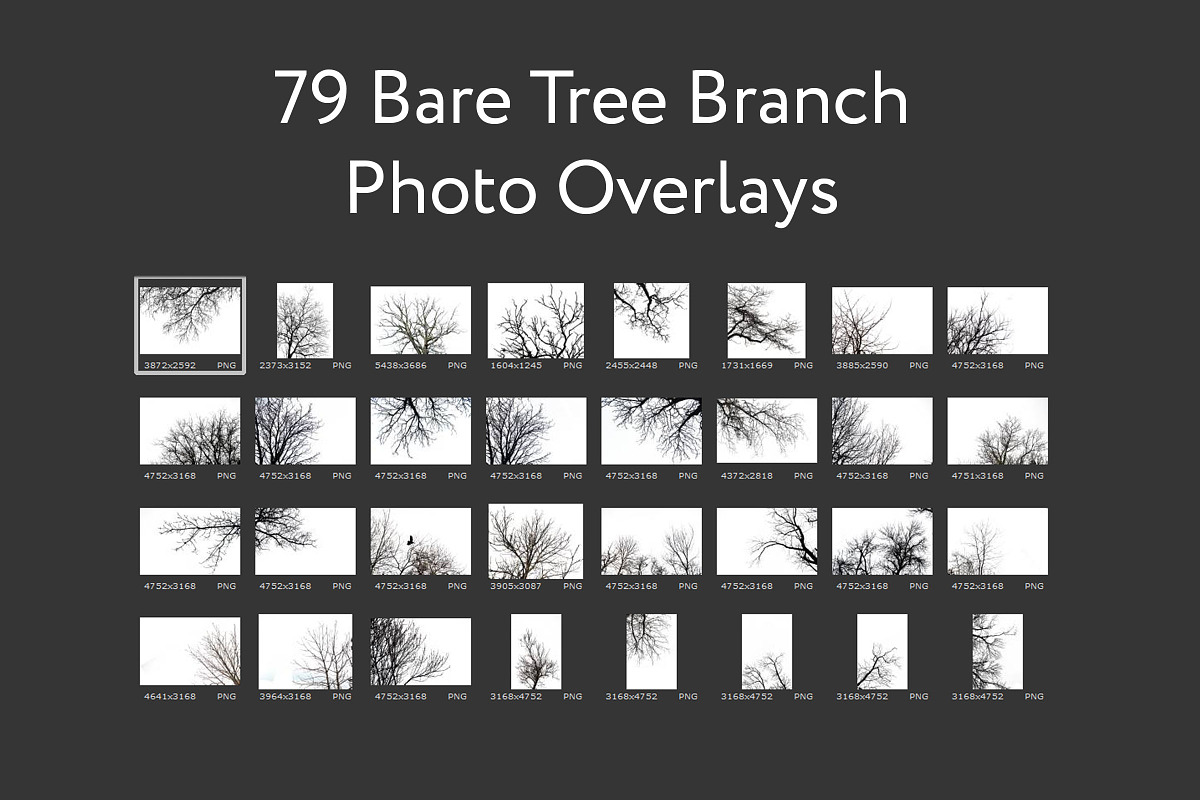 79 Bare Tree Photo Overlays, an Action Add-On by PhotoEffects.Store ...