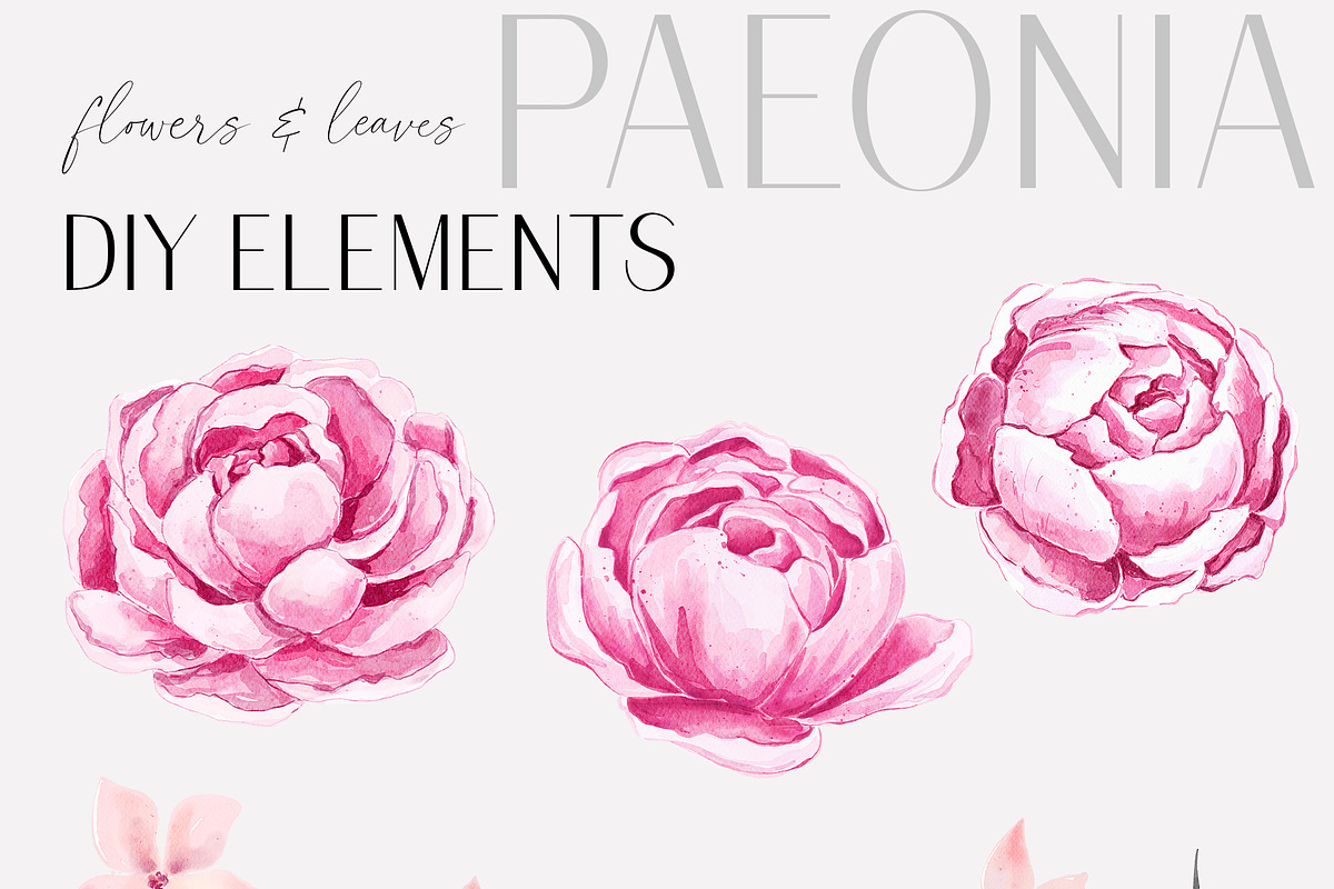 Peony Watercolor Collection, an Illustration by Backyard Rose (Photo 3 of 16)