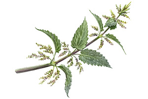 Nettle Pencil Illustration Isolated