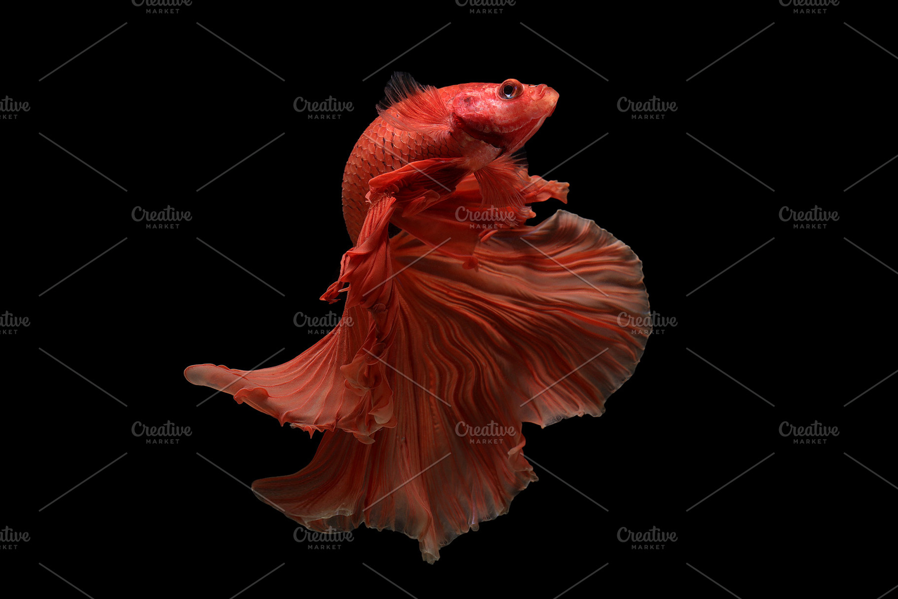 Siamese betta fish stock photo containing betta fish and betta, an Animal Photo by coffeelover