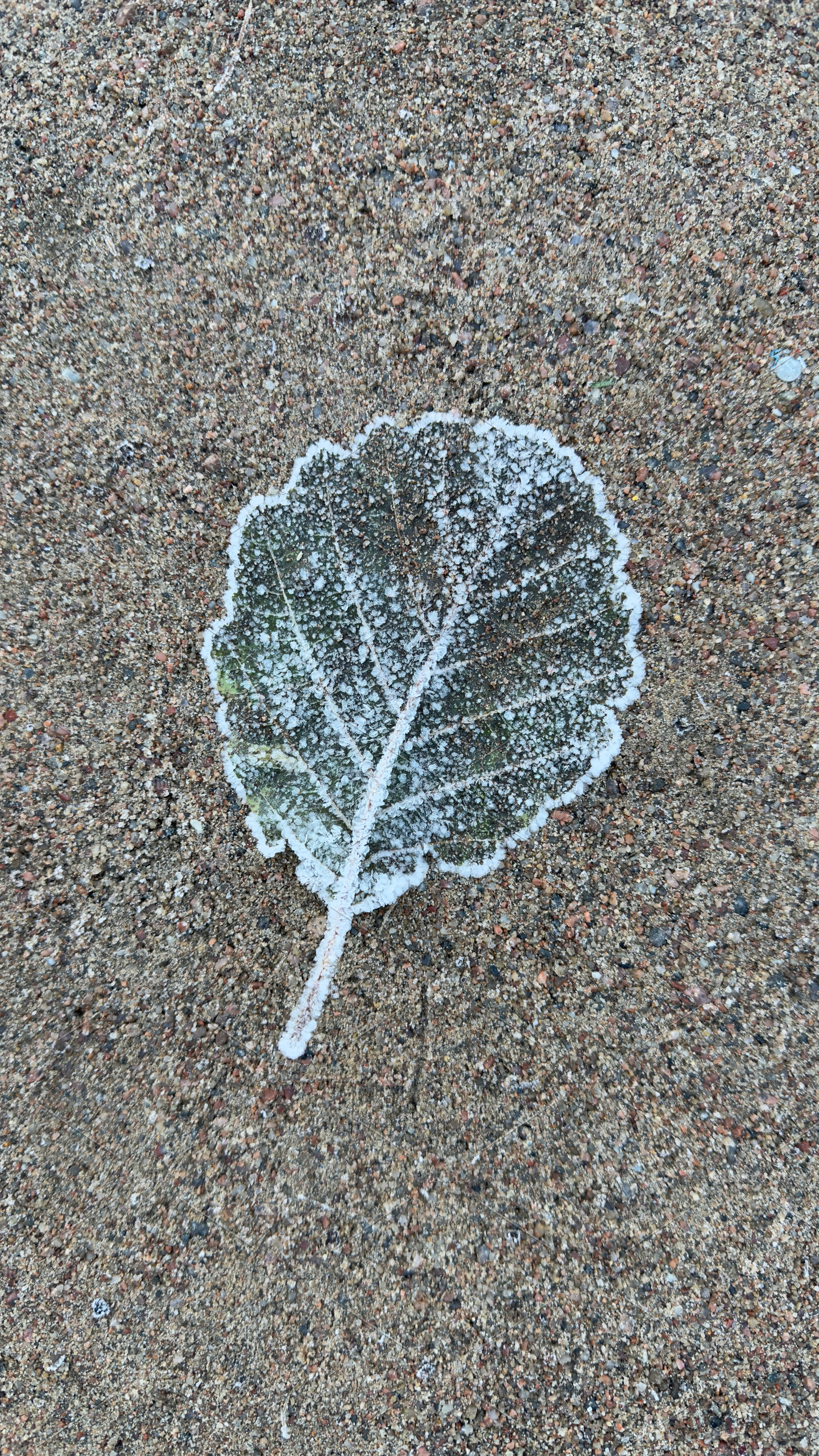 A single leaf covered in frost, resting on a sandy surface, a Nature Photo by Textures & Backgrounds