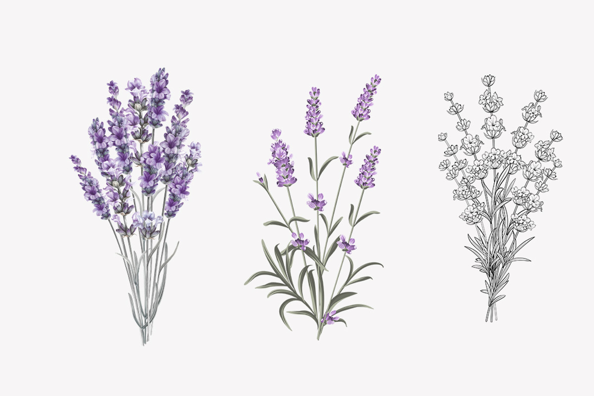 34 Lavender branch and bouquet, an Illustration by Kotkoa (Photo 3 of 7)