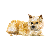Watercolor Dogs Mega Big Bundle, an Illustration by Dneprstock (Thumbnail 49 of 60)