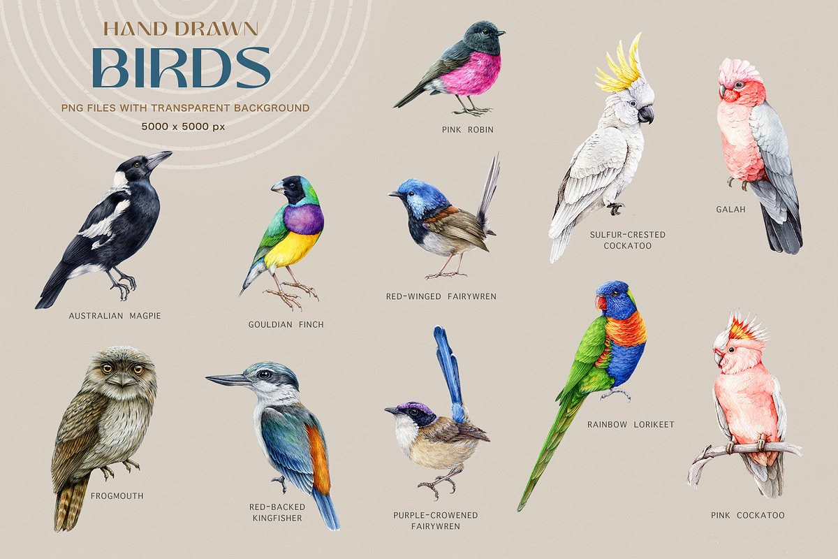 Australia Flora Fauna Clipart, an Animal Illustration by AnitaPol (Photo 7 of 27)