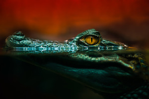 Crocodile alligator close up containing crocodile, alligator, and eye