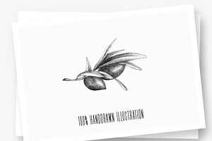 Olive Branch & Leaves Illustrations