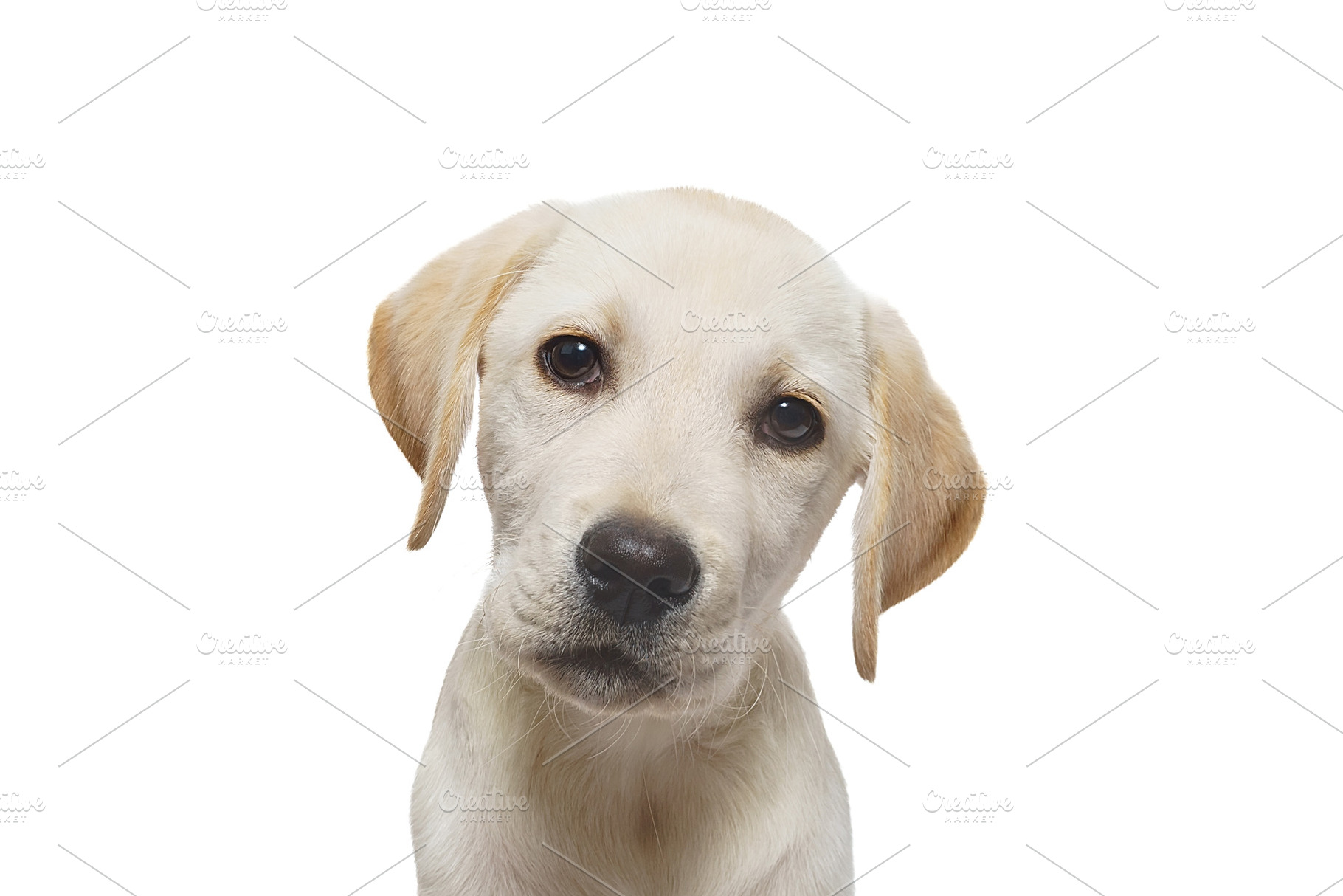 puppy labrador isolated on white bac, an Animal Photo by AlexBush