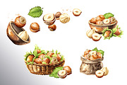 Huzelnuts. Watercolor collection, a Food Illustration by Daria Ustiugova (Thumbnail 12 of 23)