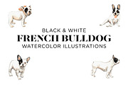 Black and White French Bulldogs, an Animal Illustration by Carol Cooper Studios (Thumbnail 1 of 5)