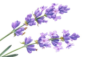 Lavender Pencil Illustration