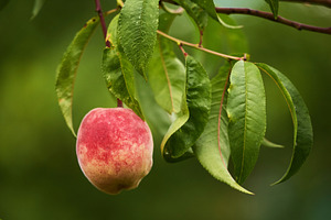 Ripe peach hanging on tree branch with copy space photo. Close-up photo of fres