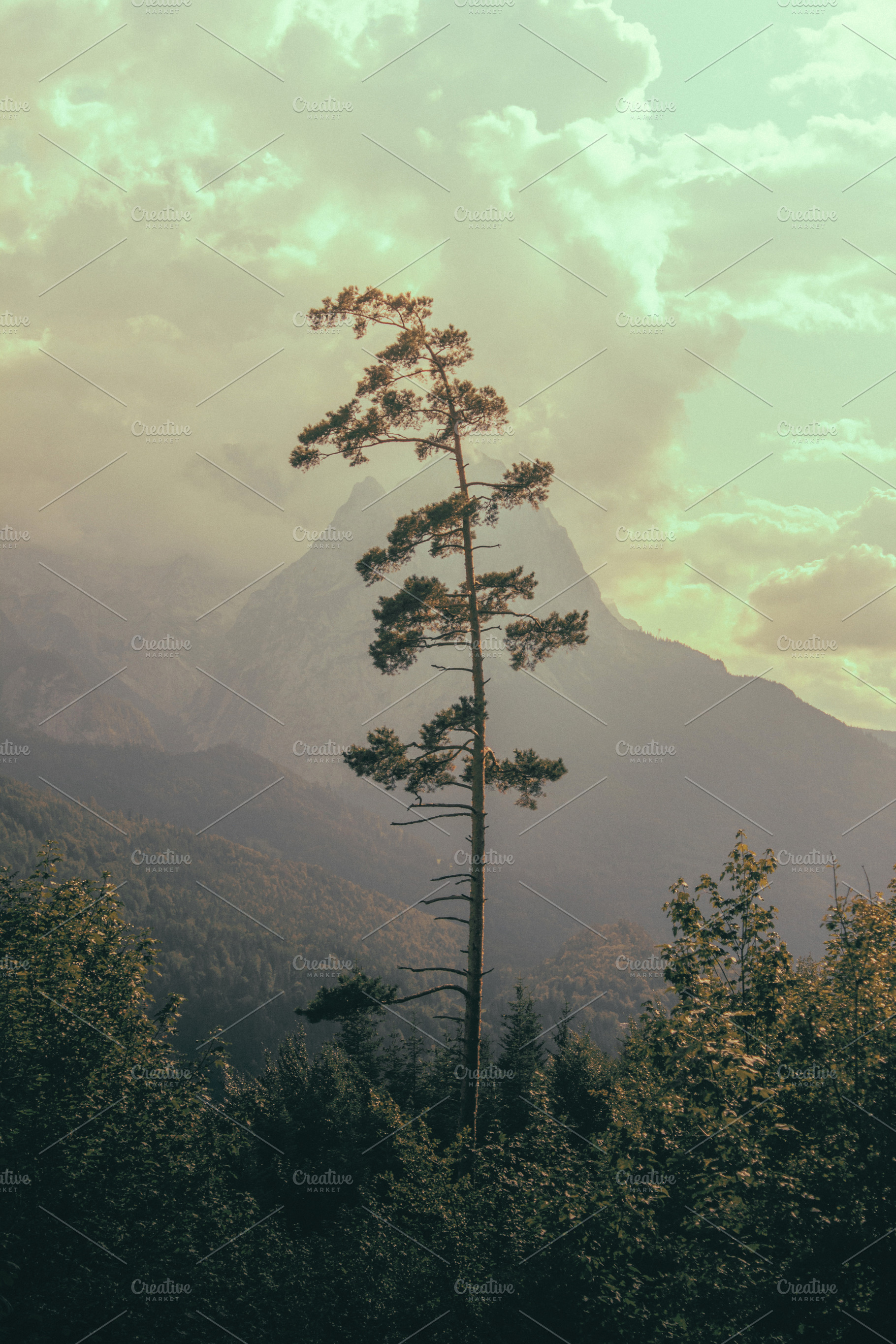 Bavarian Pine Tree, a Nature Photo by Riho Rannamäe