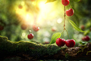 Red Cherry Dream -  Digital Backdrop, a Background Photo by Winwin Design Art (Thumbnail 5 of 5)