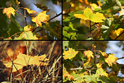 28 autumn nature photo pack, a Nature Photo by pictures for you (Thumbnail 7 of 7)