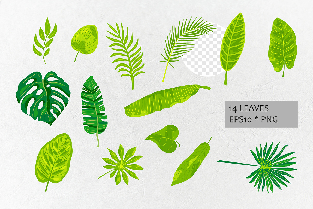 Vector tropical leaves, an Object Graphic by VaraNa Art (Photo 7 of 13)