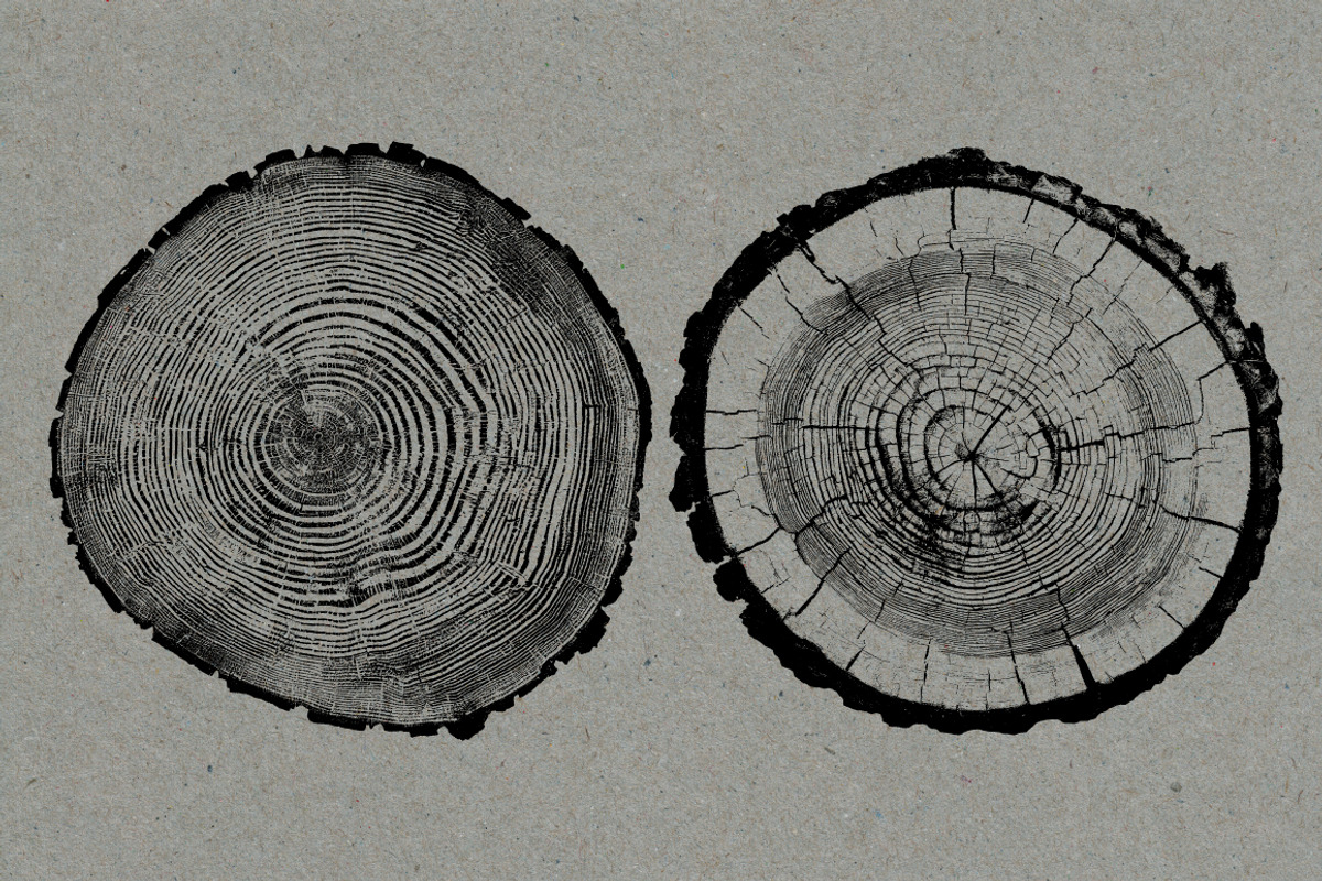 26 Large Tree Ring Textures, a Texture Graphic by Offset (Photo 6 of 16)