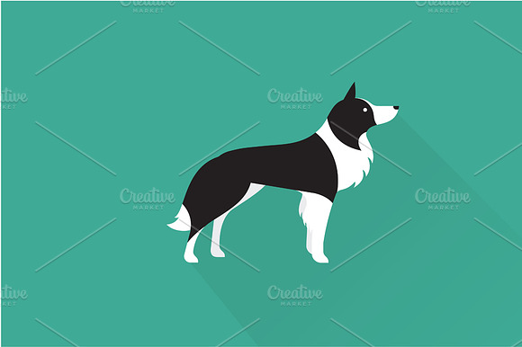Border Collie