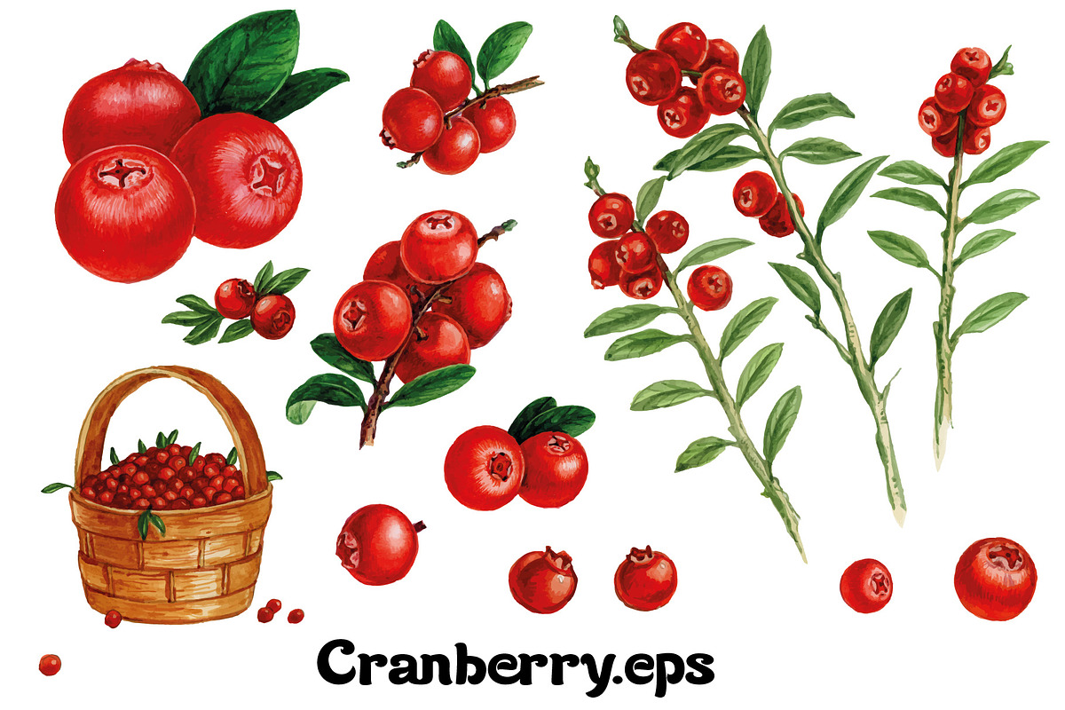 Fruits and berries collection_part 1, an Illustration by ZotovShop (Photo 5 of 20)