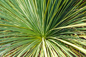 Grass tree with long green leaves on Kangaroo Island, Australia, a Nature Photo by GoodGoods