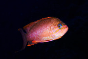 Underwater picture of anthias fishes, an Animal Photo by A. Martín UW Photography (Thumbnail 3 of 3)