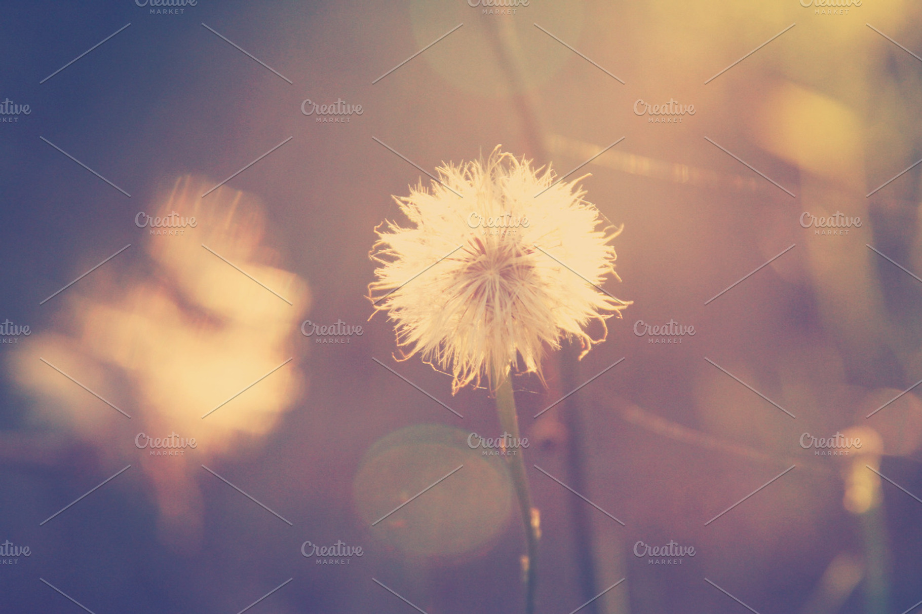 Dandelion stock photo containing dandelion and sun