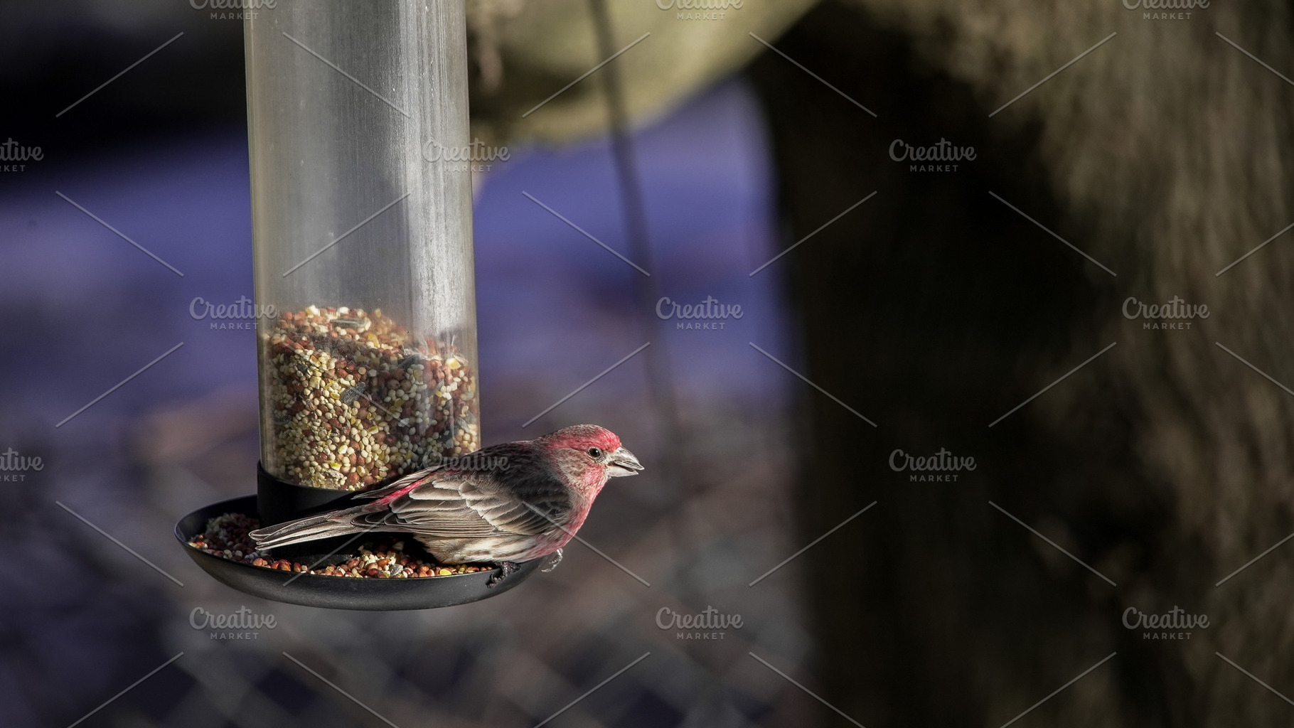 House finch bird eating seeds from f, an Animal Photo by 1miromiro