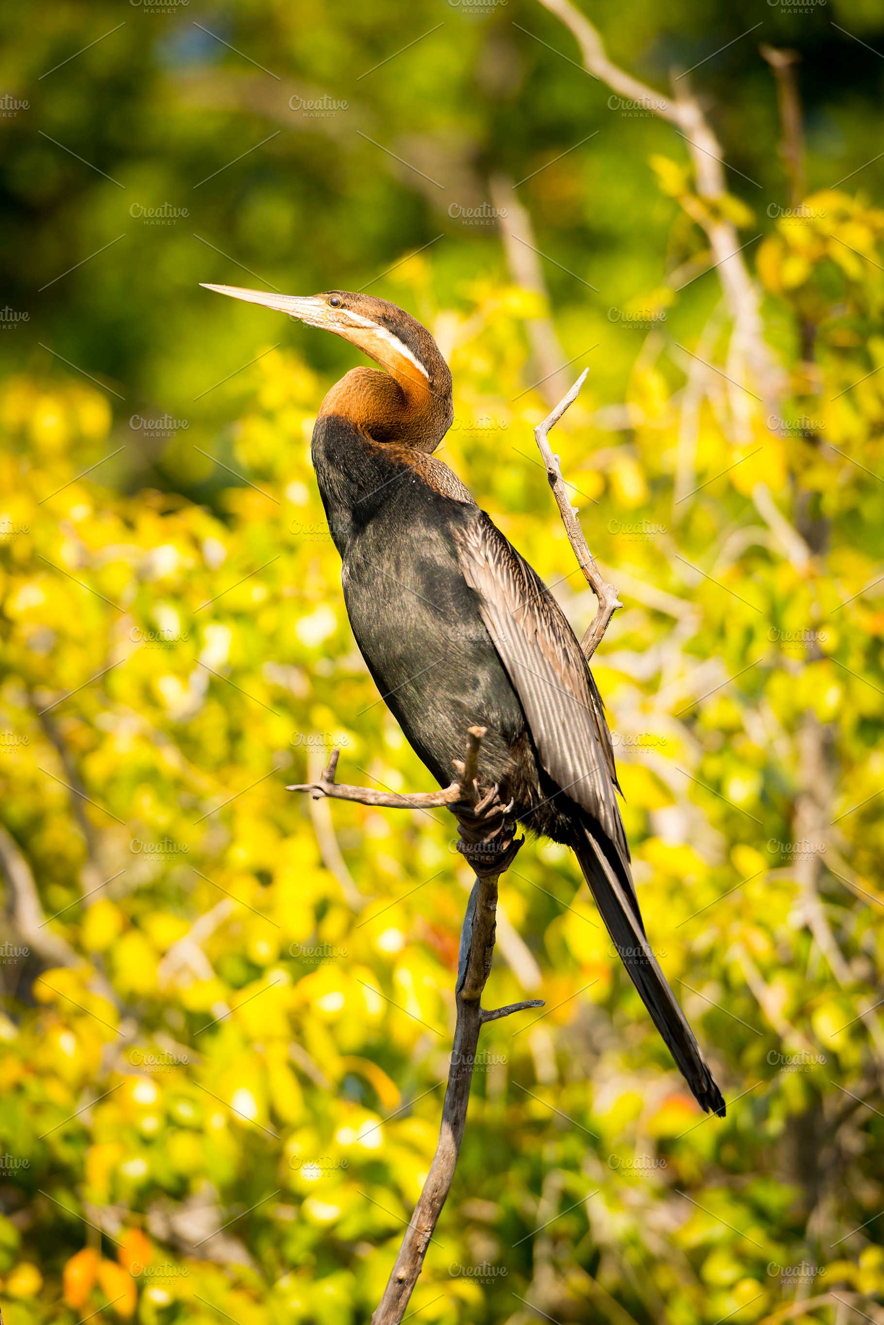 African Darter Bird Botswana, an Animal Photo by THP Creative