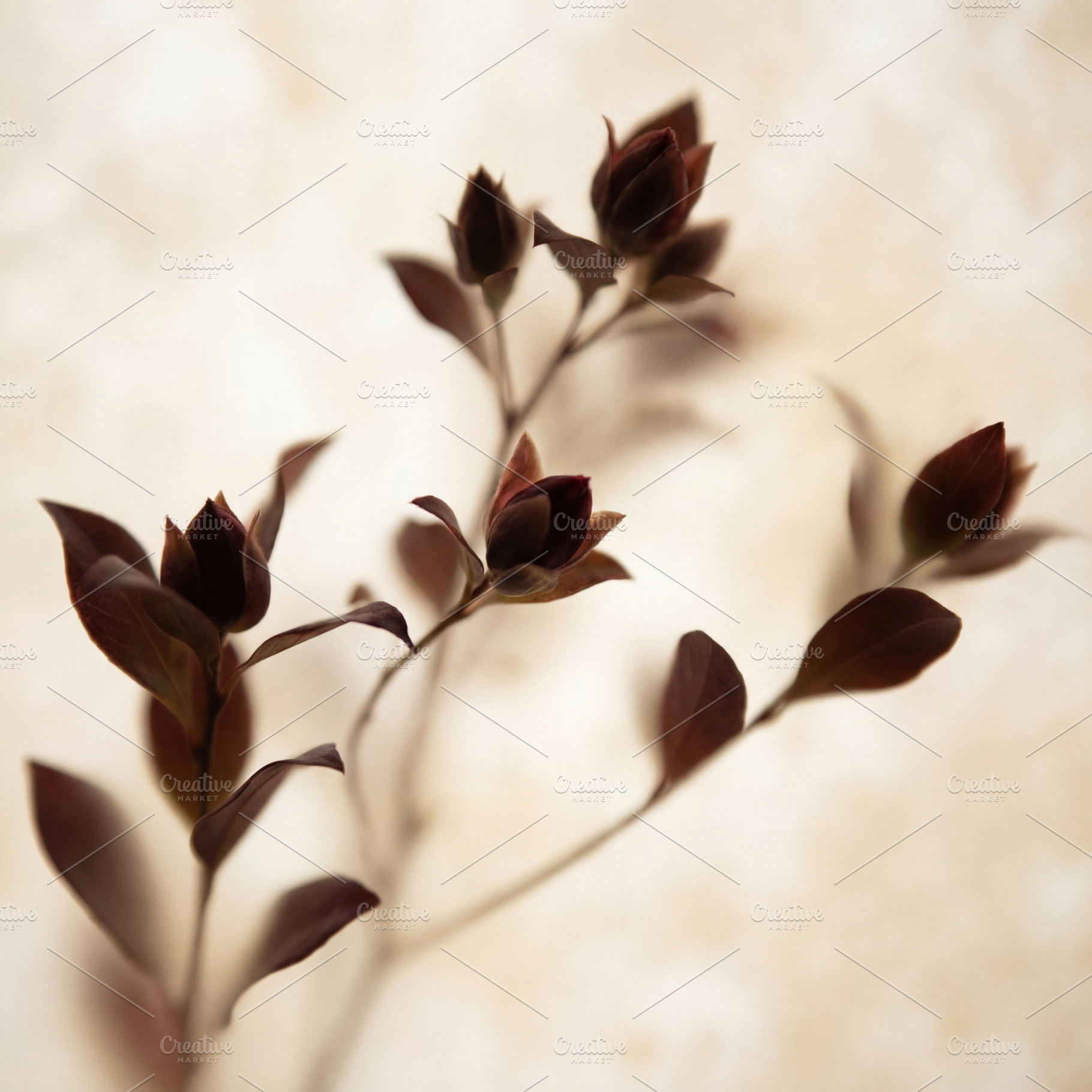 Elegant dark burgundy foliage, a Nature Photo by Virgo Studio