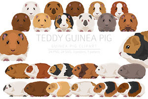 Teddy Guinea Pig set, an Animal Illustration by pet design shop