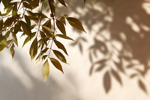 Leaves casting gentle shadows on a light-colored wall in a tranquil indoor spac, a Background Photo by AlyaAnd
