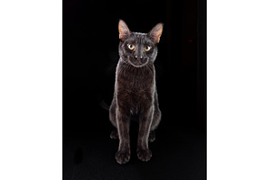 Black cat sitting on its hind legs, an Animal Photo by Stockphoto by vzwer