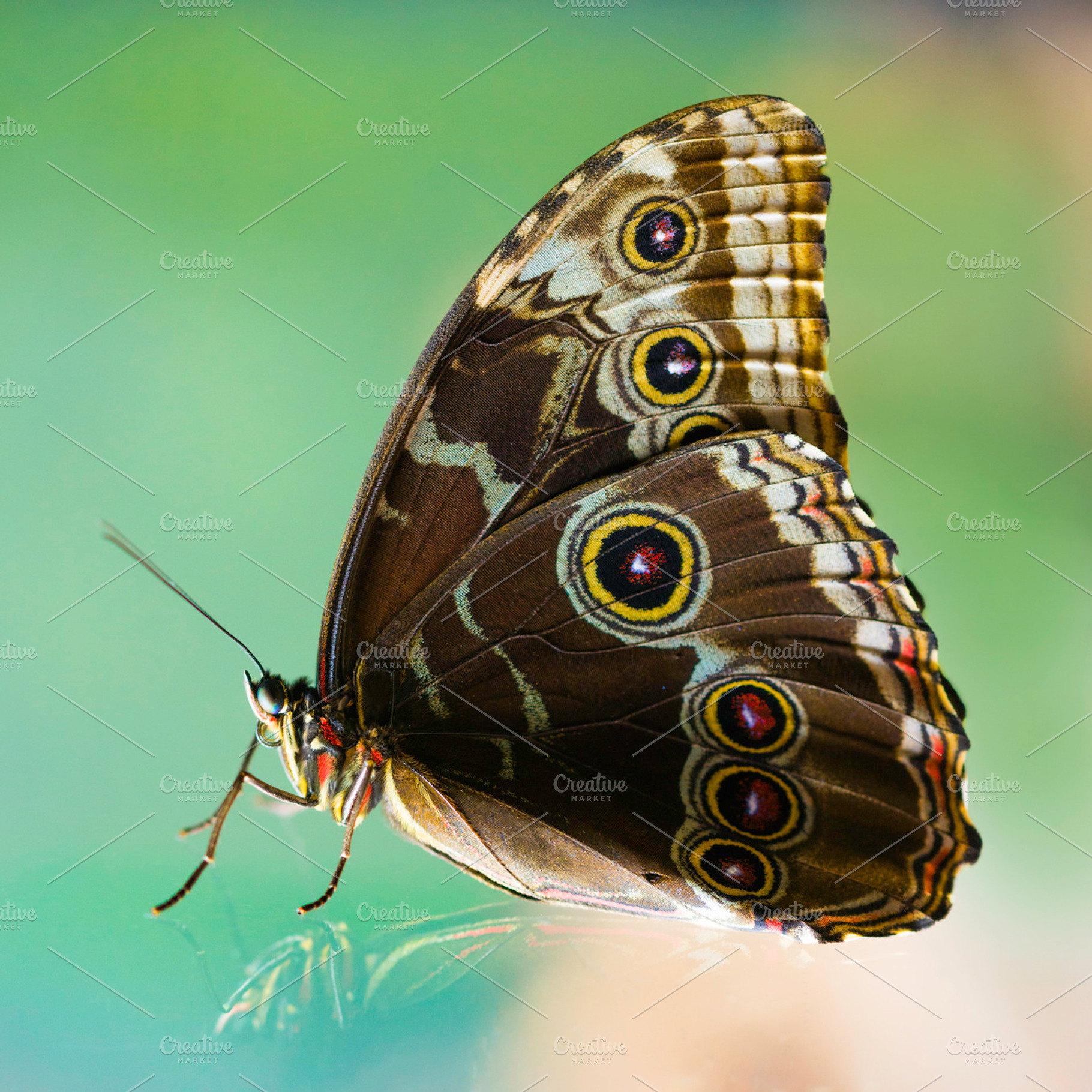 Butterfly featuring glass, design, and green, an Animal Photo by inigocia