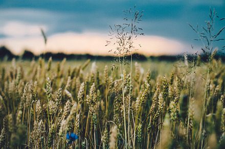 Crop Field 1 Featuring Crop Crops And Field preview 5