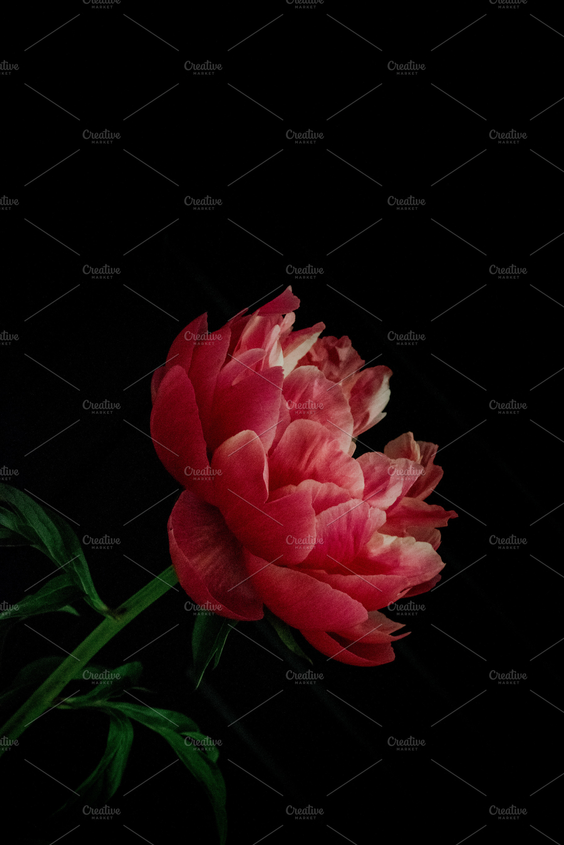 Peony in pink & black containing peony, flowers, and floral, a Nature Photo by Nine Photography