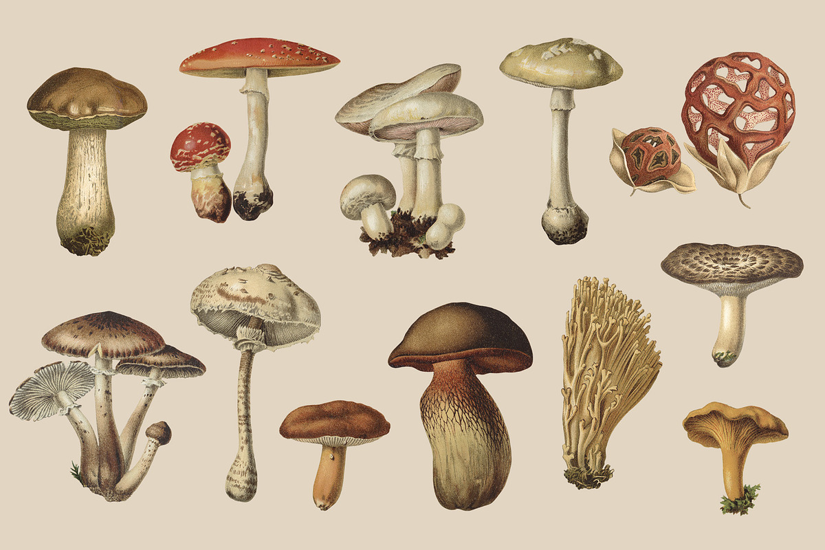 Fungi - Vintage Illustrations, an Illustration by Graphic Goods (Photo 3 of 9)