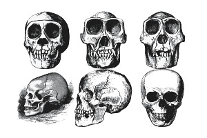 Vintage Skull Set 1 Procreate Brush