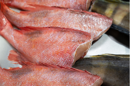 Fresh raw greenling fish and sea, a Food & Drink Photo by Jan Jack Russo Media