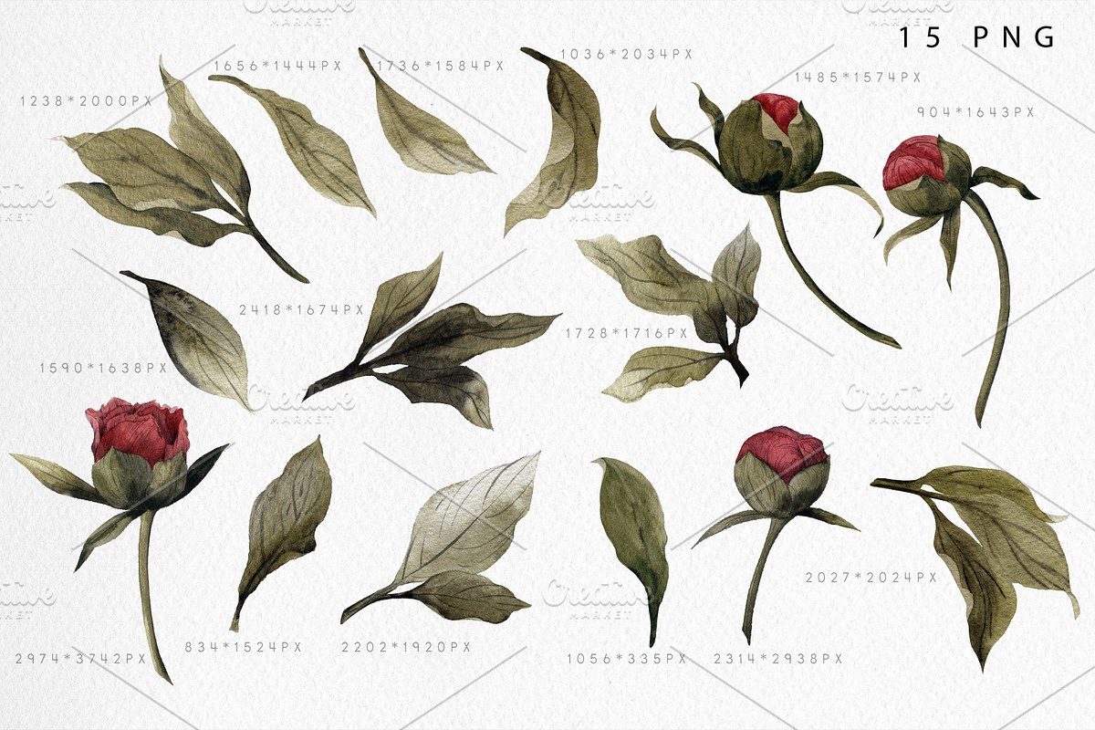 WATERCOLOR BUNDLE Peonies & Roses, an Illustration by ollalya (Photo 3 of 101)