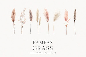 Pampas Grass