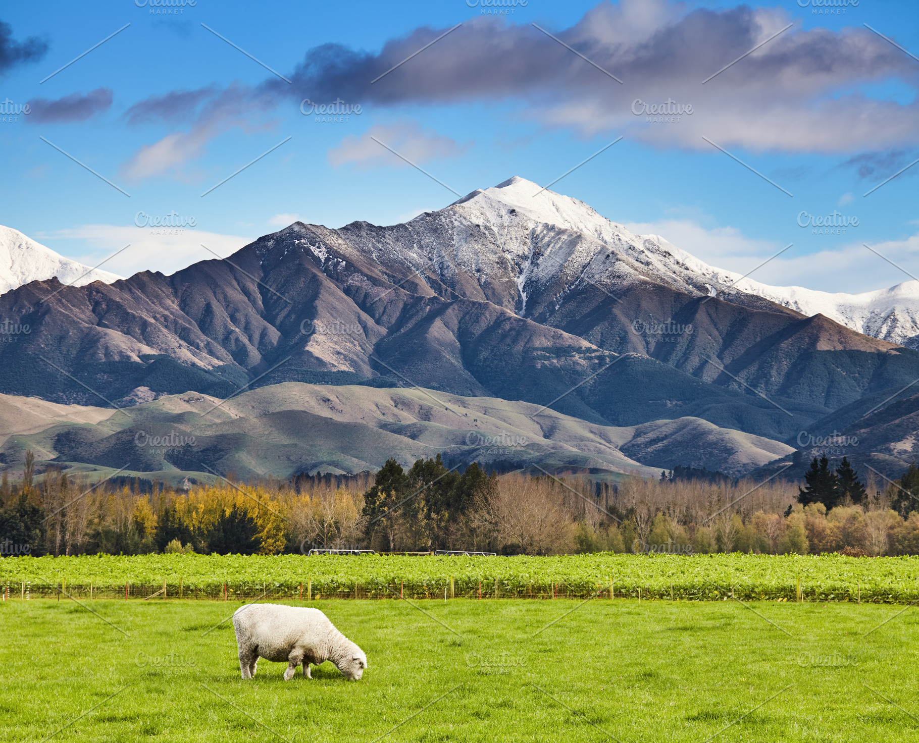 Beautiful New Zealand landscape, a Nature Photo by Shop Name