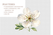 Autumn Pear Clipart PNG, an Object Illustration by MockupWizard (Thumbnail 4 of 5)
