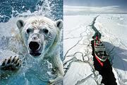 160 Arctic and Antarctic images, a Nature Photo by Handmadefont (Thumbnail 7 of 13)