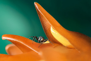 Cosmophasis Jumping Spider, an Animal Photo by Rob D Animal Photography