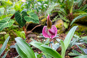 Pink and white Paphiopedilum orchid with striped petals and lush, a Nature Photo by GoodGoods
