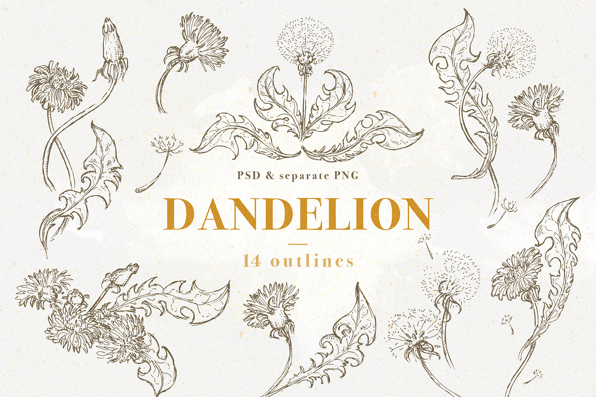 Dandelion set of 14 pen sketches, an Illustration by Bee_in_a_Nest (Photo 1 of 4)