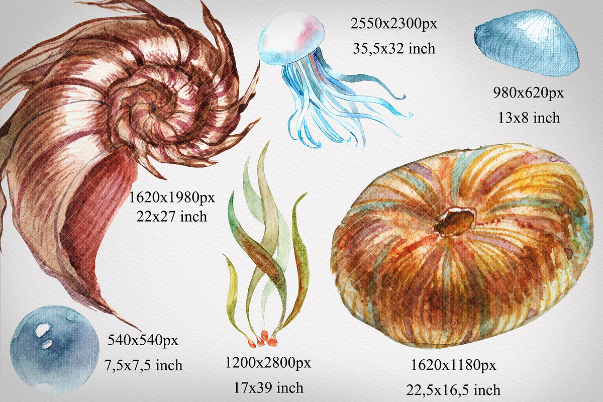 Seashell collection, a Decorative Illustration by Germesia arts store (Photo 3 of 4)
