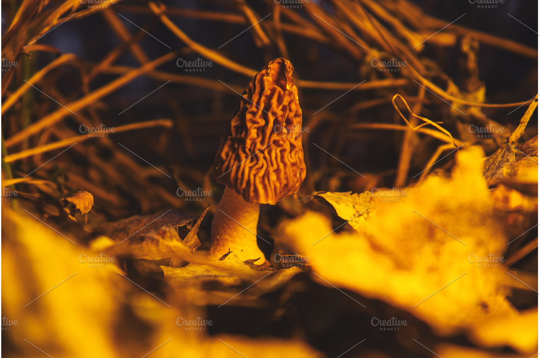 Edible Morel Mushroom on Dark Forest, a Nature Photo by Pakosta